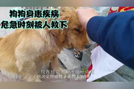 狗狗身驮几十斤水危急时刻被人救下视频封面