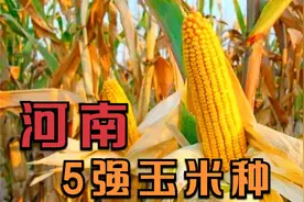 河南最强5种玉米种子，每个都高产稳产，看看你家有没有？视频封面