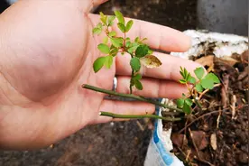 月季的第一茬花为什么非常小？有网友说可能上当了，其实另有原因视频封面