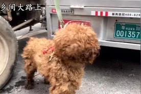 农村狗市，可爱小泰迪会作揖讨人喜欢，大爷喂够，给它找个好人家视频封面