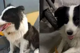 边牧被遗弃拒绝救援，女子用母边牧勾引网友笑喷：还是美人计好使视频封面