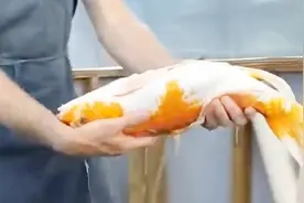 男子养了一条锦鲤，最近鱼肚子胀得厉害，原来是肚子里有东西视频封面