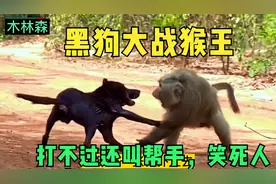 黑狗大战猴王，打不过还找帮手，场面令人捧腹，都不是省心的东西视频封面