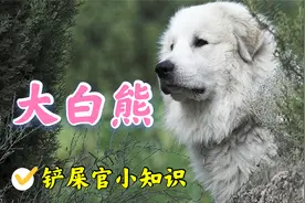 可爱与凶悍并存，犬界金刚芭比大白熊犬了解一下视频封面