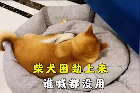 柴犬困劲上来的时候，谁喊都没用，就是想睡觉视频封面