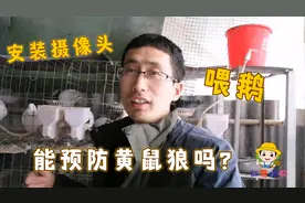 养鸽小经验，喂鹅和安装摄像头能预防黄鼠狼吗？听仁哥解说！