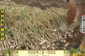 蒜种的后熟处理有什么原则？要做到晒苗不晒头，勤翻动并及时防雨视频封面