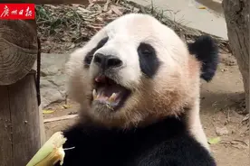 好魔性！大熊猫竟然会“咯咯咯”笑出声