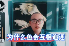为什么观赏鱼会互相追逐？是在打架还是在玩耍？视频封面