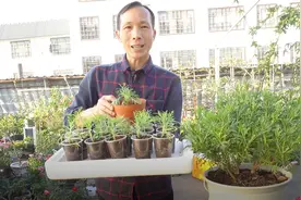 玛格丽特菊太好养，繁殖也特简单，扦插45天的小苗根系长满盆