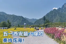 实拍西安五一最火爆的秦岭花海，风景优美0门票，适合遛娃和拍照视频封面