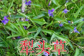 农村的“犁头草”是个宝，老人称“万能解毒草”，遇见还不认识？视频封面