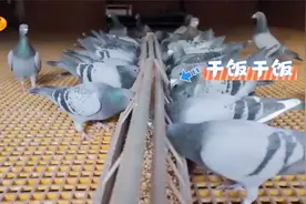 鸽子在天空中能辨别方向，全靠上嘴喙感应地球磁场？|新闻大求真视频封面