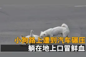 小狗路上遭到汽车碾压，躺在地上口冒鲜血，好人心舍命相救？视频封面