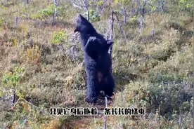 狗子的绦虫有人帮忙扯，棕熊就没那么幸运了，自己扯了数米远！视频封面