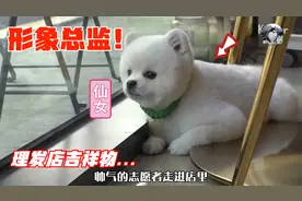 狗狗成为理发店“吉祥物”，招揽顾客会卖萌，拿提成买零食视频封面