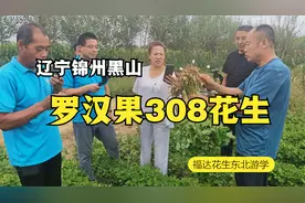 辽宁锦州黑山罗汉果308花生种植模式与长势【福达花生东北游学】