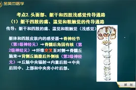 神经系统03感觉传导通路02躯干和四肢、头面部的感觉传导通路