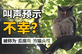叫声犹如哭声预示不幸？国内极少见的猫头鹰——“恶魔鸟”林雕鸮视频封面
