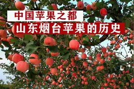 中国现代苹果的发源地是山东烟台，烟台苹果的实力有多强？