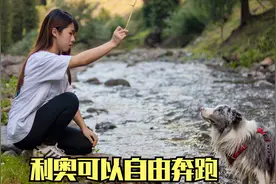 两人一狗徒步唐布拉森林公园，利奥彻底放飞自我，玩的太开心了！视频封面