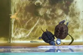龟苗每天喂几粒龟粮好？喂多了会撑死吗？硬币苗喂食量讲解与辟谣