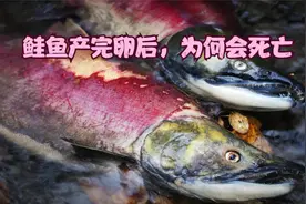 鲑鱼繁殖为何要回到出生地，产完卵后为何会死亡
