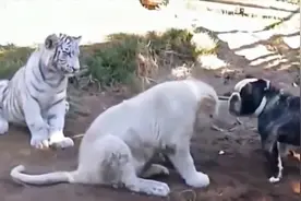 恶霸犬看见狮子老虎，上前就开咬！老虎：你对力量一无所知！视频封面