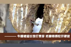 牛蹄里扎进了一枚6厘米铁钉，修蹄师傅咬牙拔出，过程超级解压！