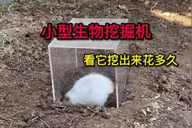 都说仓鼠是打洞高手，用玻璃罩盖住，看它多久能挖出来