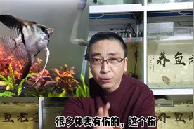 饲养和挑选燕鱼，有什么需要注意的问题？视频封面