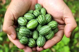 国外培育最小西瓜，百元一斤拇指般大小，看完你会买吗！视频封面