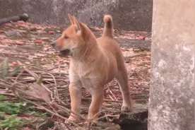 农村“添人不添狗”，有孕妇的家庭，不让养小狗视频封面