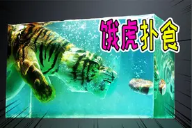 模型：老虎一掌拍碎车窗，镇上的村民该如何应对视频封面