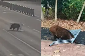 “猪出没”！合肥一野猪在马路奔跑乱窜，特警出动无人机将其击毙视频封面