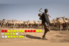 骆驼为何很少被食肉动物捕杀，它没有天敌吗？还是骆驼肉不好吃？视频封面