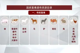 可食动物“白名单”出炉 以后狗肉还能吃吗？视频封面