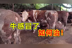 牛出现流鼻涕感冒怎么办？吴老师分享治疗配方，简单有效视频封面