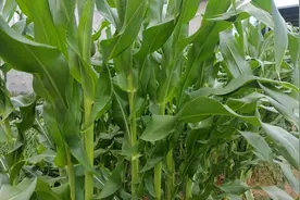 玉米要想高产，叶片这里割掉它，后期玉米棒大不倒伏还没病害