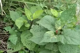 臭牡丹的作用与功效