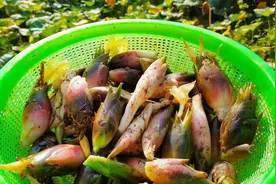 阳霍俗称野姜，乡村地道美食，夏季野菜首选，清香可口很下饭