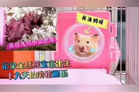 鼠爸得知生了九个金丝熊宝宝后为啥呆住了？鼠妈又为何叼起鼠宝宝