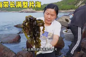 野海带长满整片海，随手一拔就是一大筐，这块好地方能保密住吗视频封面