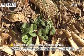 除了野猪，南京还有这些野生动物进城入村视频封面