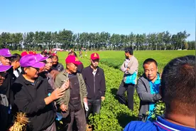 多个花生品种田间现拔，哪个好呢？一起到辽宁昌图福达基地看看