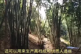 世界上最大的竹笋重达几百斤产自云南的巨龙竹这够吃一个月了视频封面