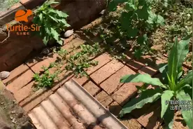 黄缘龟池里头为什么要铺红砖「龟谷鳖老」