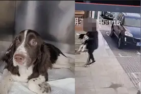 女子疑似将受伤宠物遗弃在医院门口，工作人员：挺心疼的视频封面