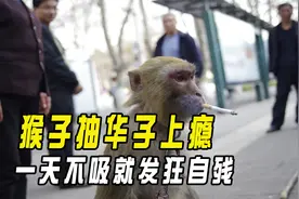 猴子抽华子上瘾，一天不吸就发狂自残，动物抽烟原因让人愤怒！