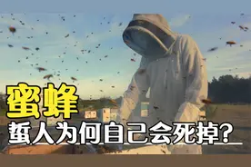 为何蜜蜂蜇人后会死掉，它们自己知道吗？养蜂人为什么不会被蜇？视频封面
